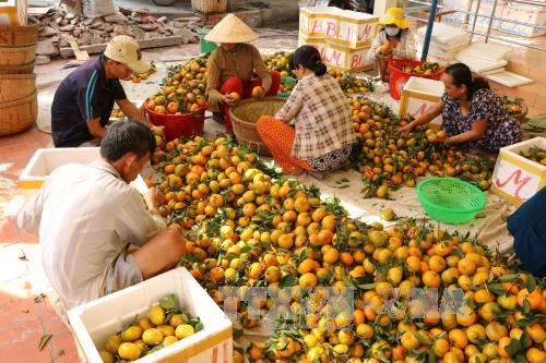 Trồng quýt hồng phục vụ Tết lãi hơn 800 triệu đồng/ha